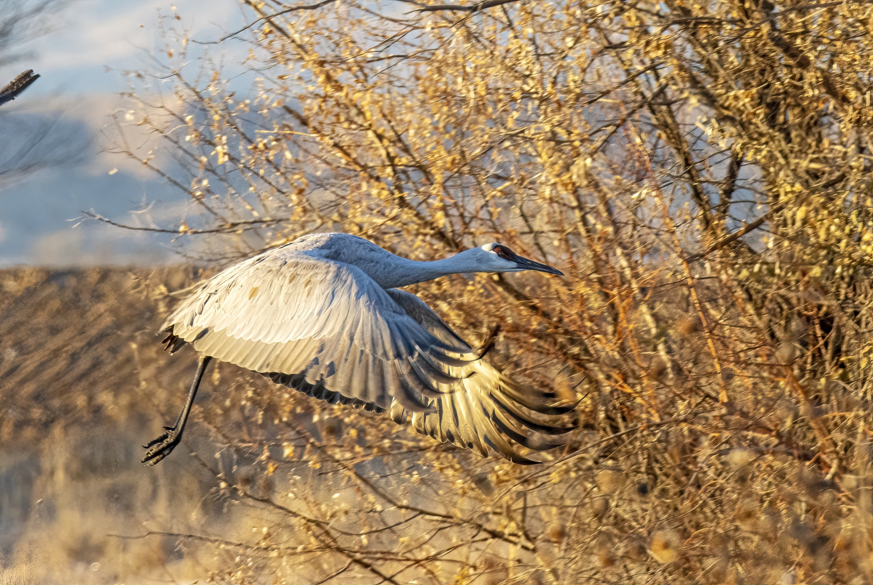 Sandhill Crane, Benardo Wildlife Area, New Mexico